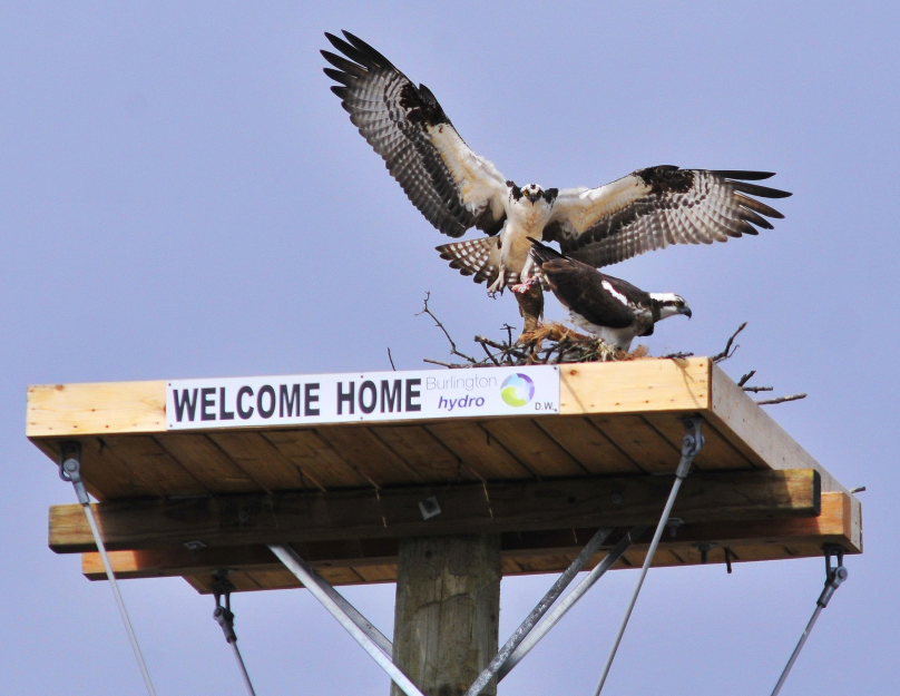 Osprey pair on their new nesting platform