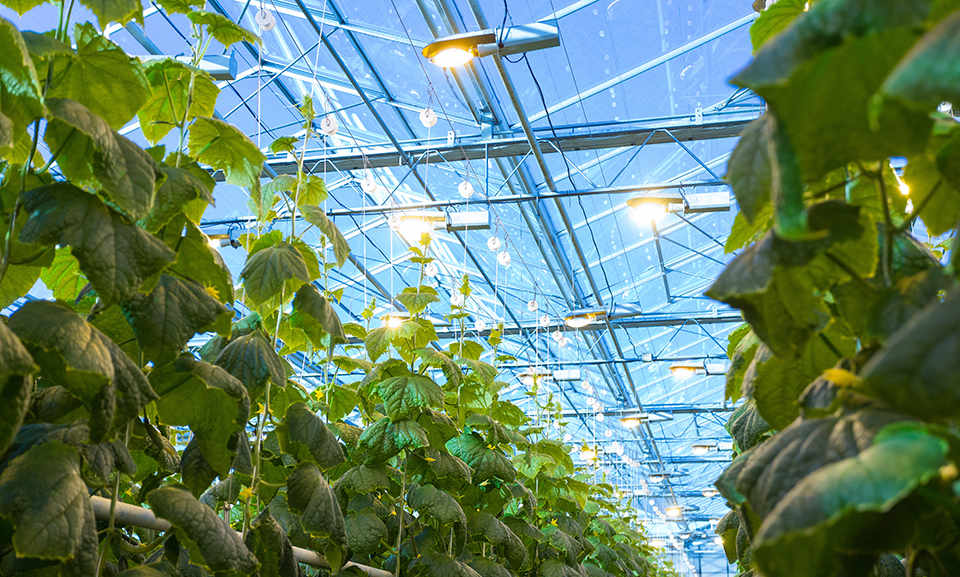 inside a greenhouse