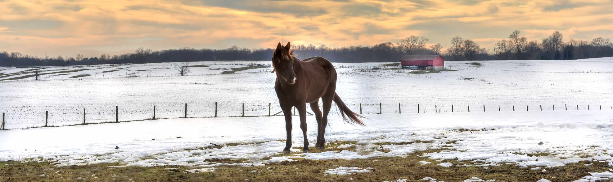 Horses and other animals need special preparation for outages