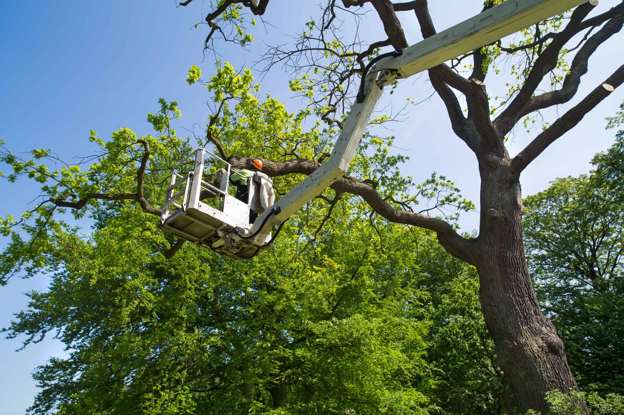 Person in a lift wearing a hard hat trims branches from a large tree on a sunny day.