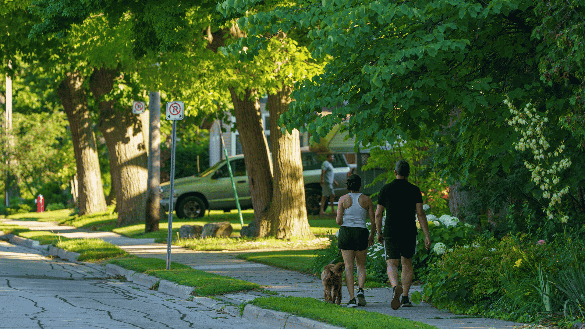 Two people walk a dog on a tree-lined suburban pavement beside parked cars and no parking signs on a sunny day.