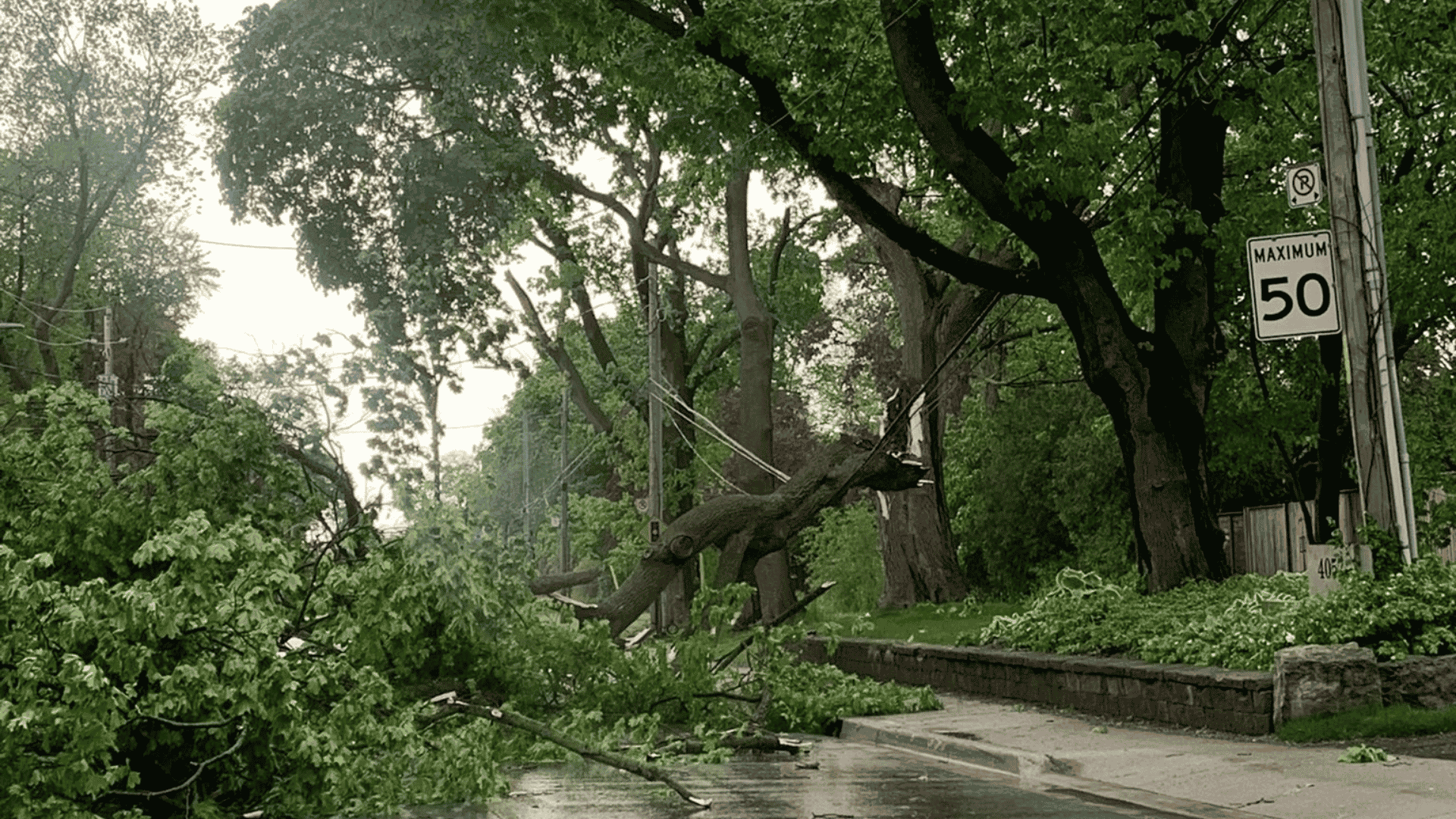 A large tree has fallen onto power lines and the road near a pavement on a rainy day; speed limit sign shows 50 km/h.